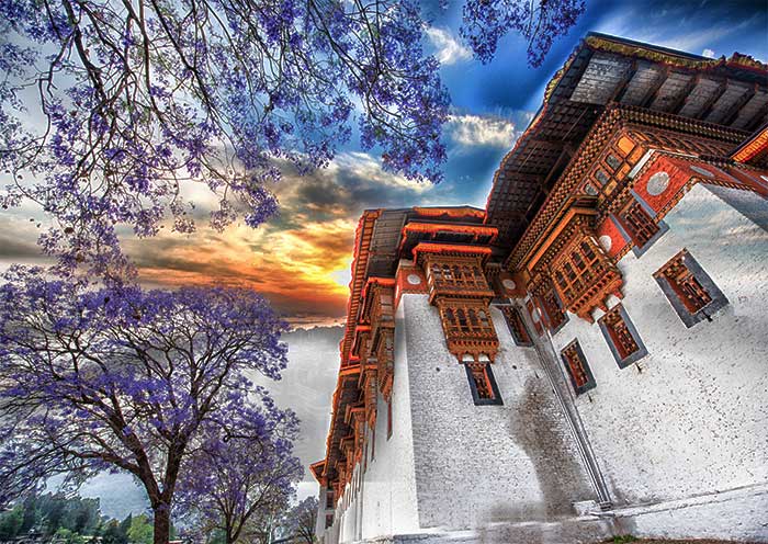 Punakha Dzong & Blue Jacaranda
